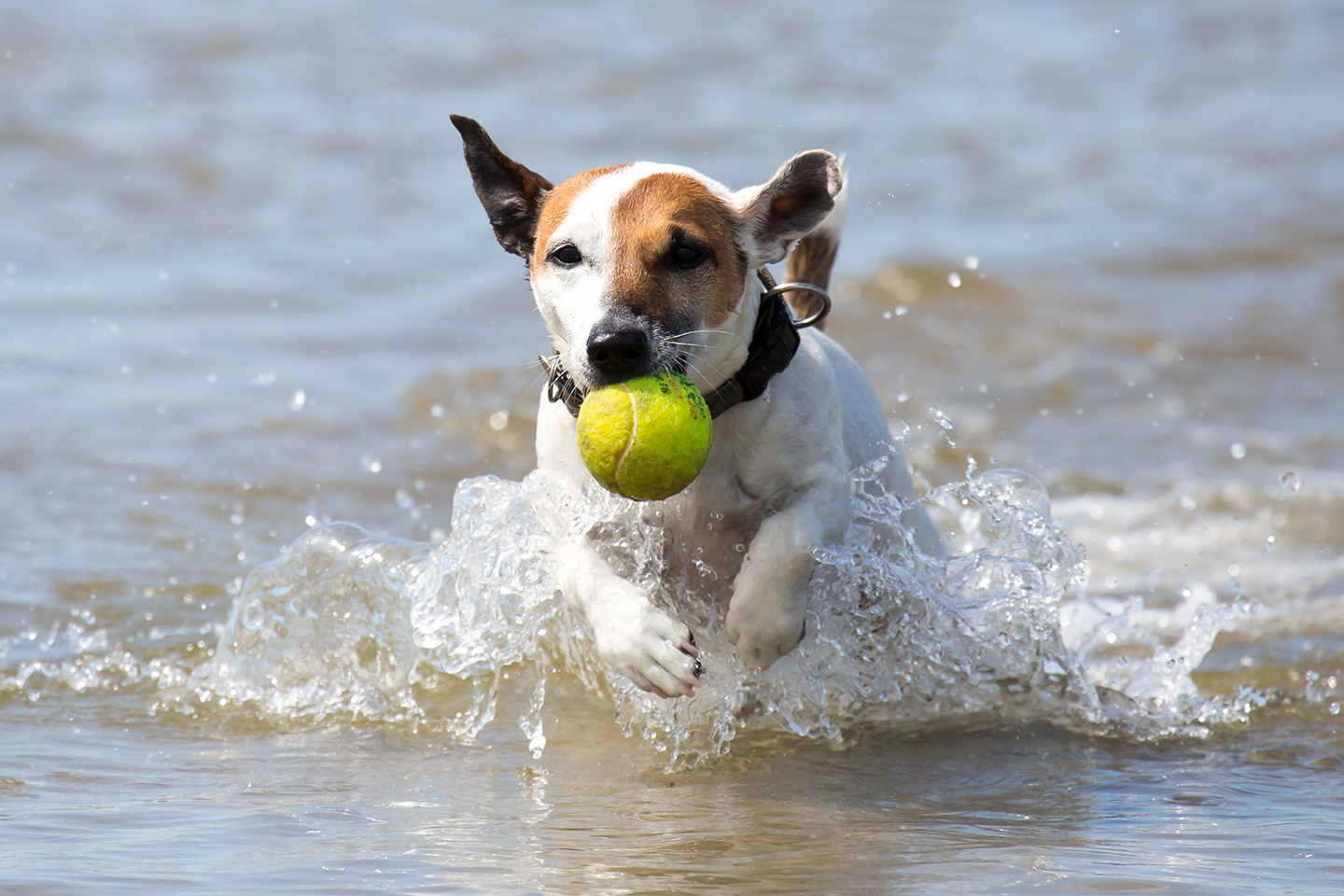 Hund im Wasser