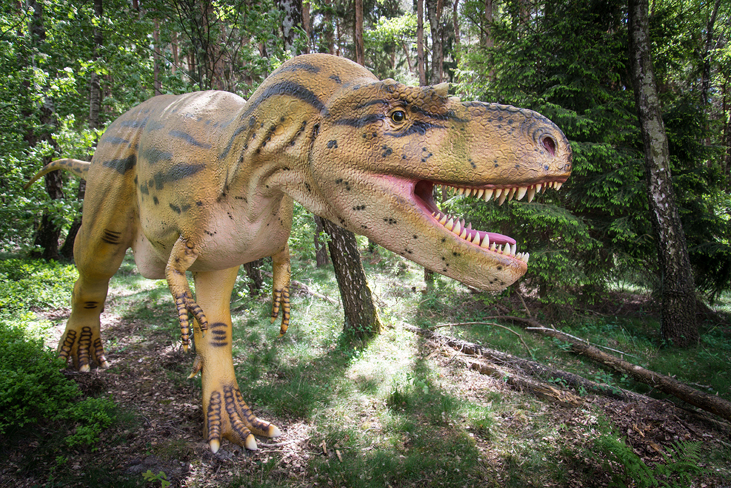 Dino